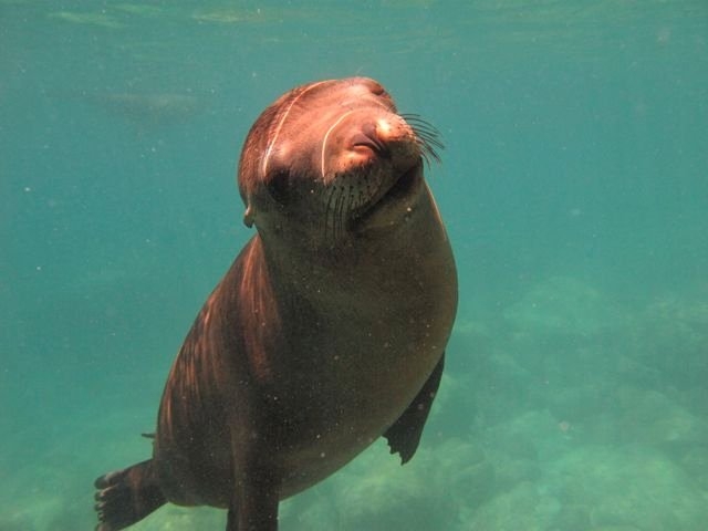  海狮 